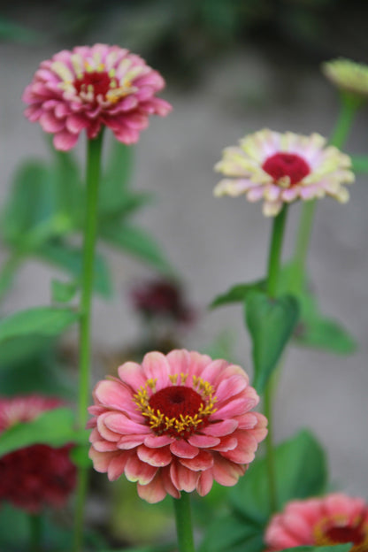 Zinnia 'Queen red lime' - Zinnia elegans - enkelbloemig