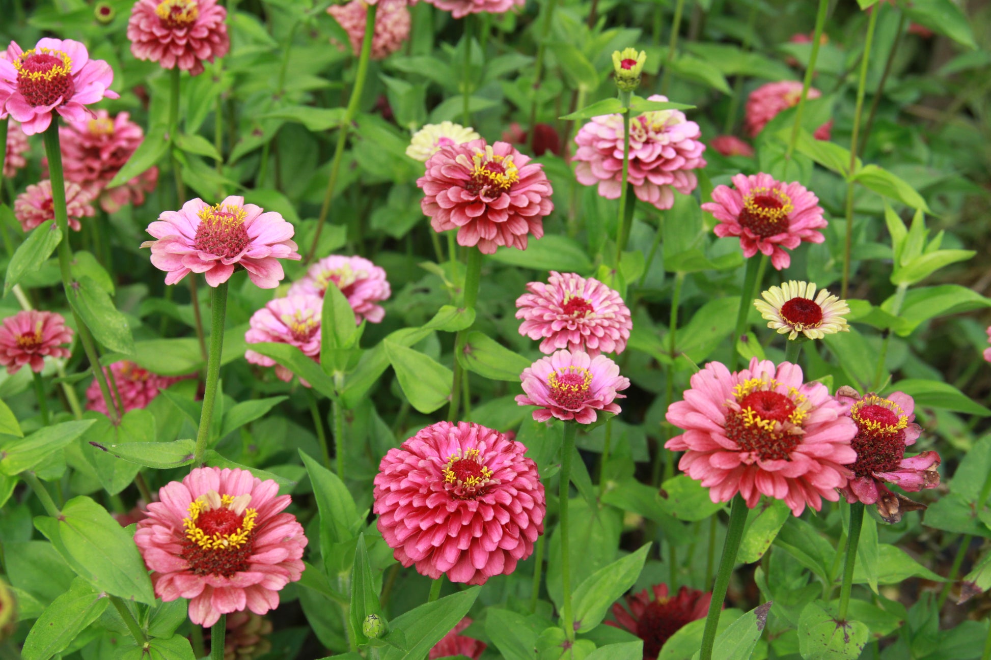 Zinnia 'Queen red lime' - Zinnia elegans - enkel- en dubbelbloemig in het veld