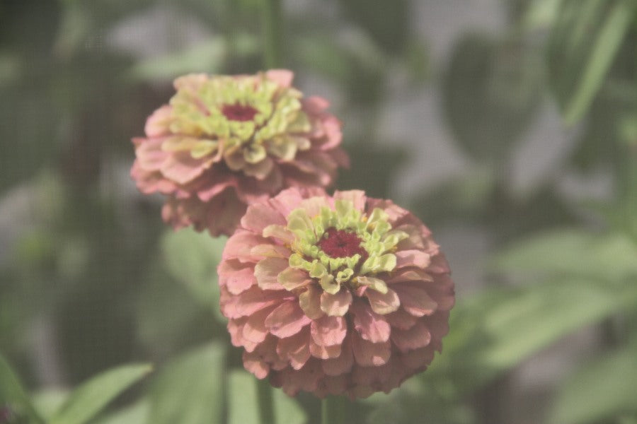 Zinnia 'Queen red lime' - Zinnia elegans