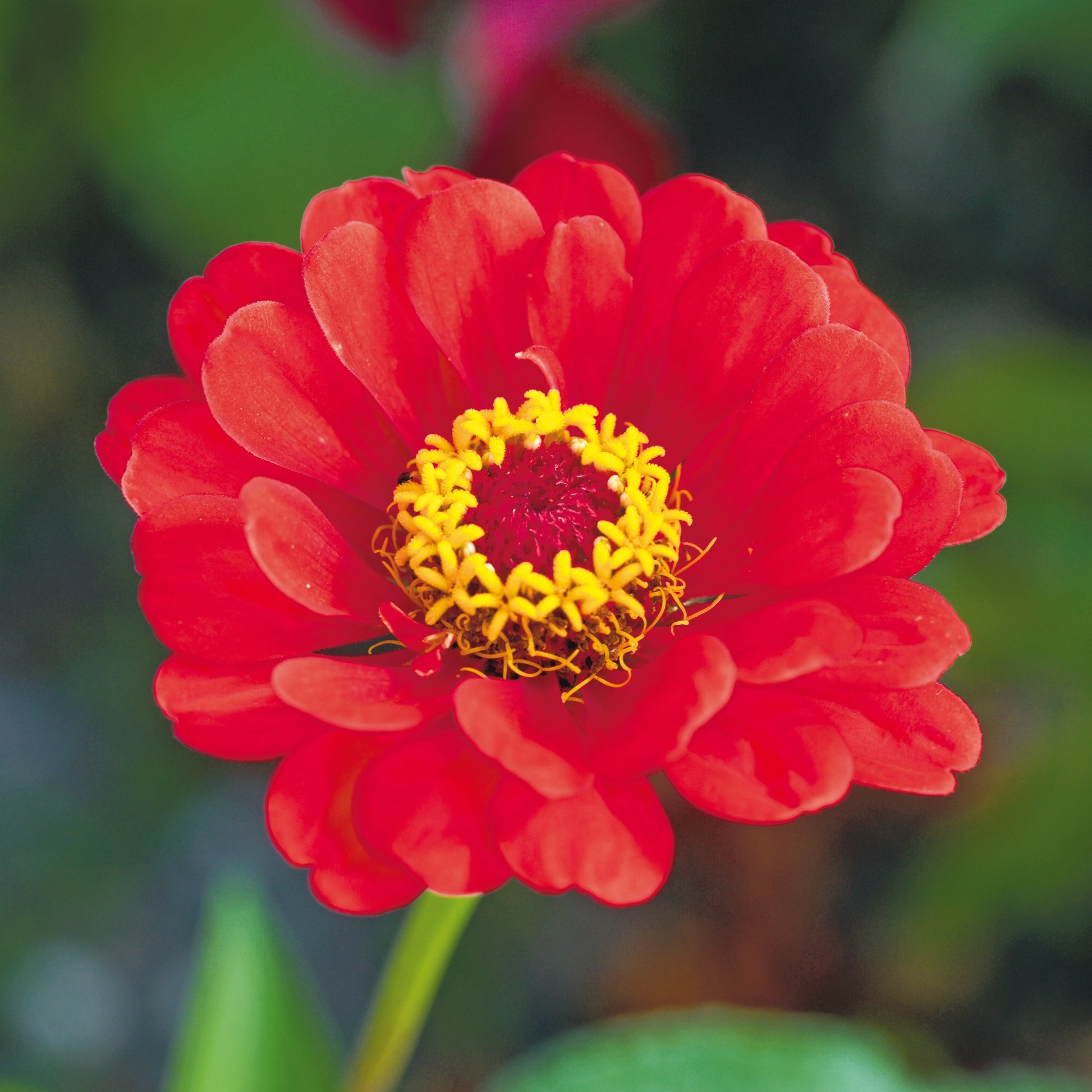 Zinnia ‘Red beauty’ - Zinnia elegans - closeup