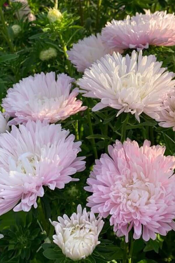 Zomeraster ‘Appleblossom’ - Callistephus chinensis - wit roze