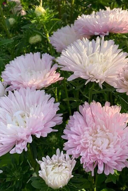 Zomeraster ‘Appleblossom’ - Callistephus chinensis - wit roze