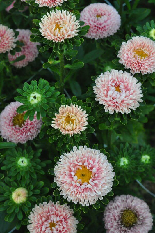 Zomeraster 'Pink & Salmon mix’ - Callistephus chinensis