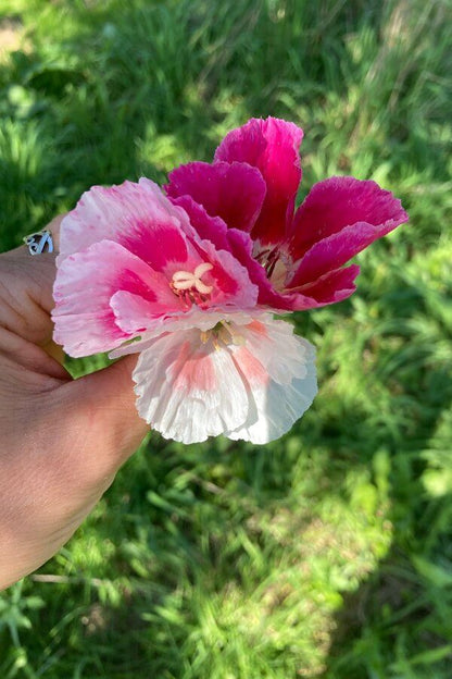 Zomerazalea 'grace mix' - Clarkia amoena - closeup