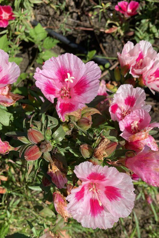 Zomerazalea 'grace mix' - Clarkia amoena