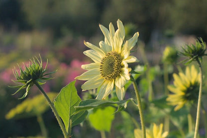 Zonnebloem ‘Little lemon’ - Helianthus debilis