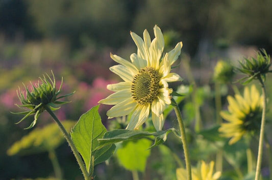 Zonnebloem ‘Little lemon’ - Helianthus debilis
