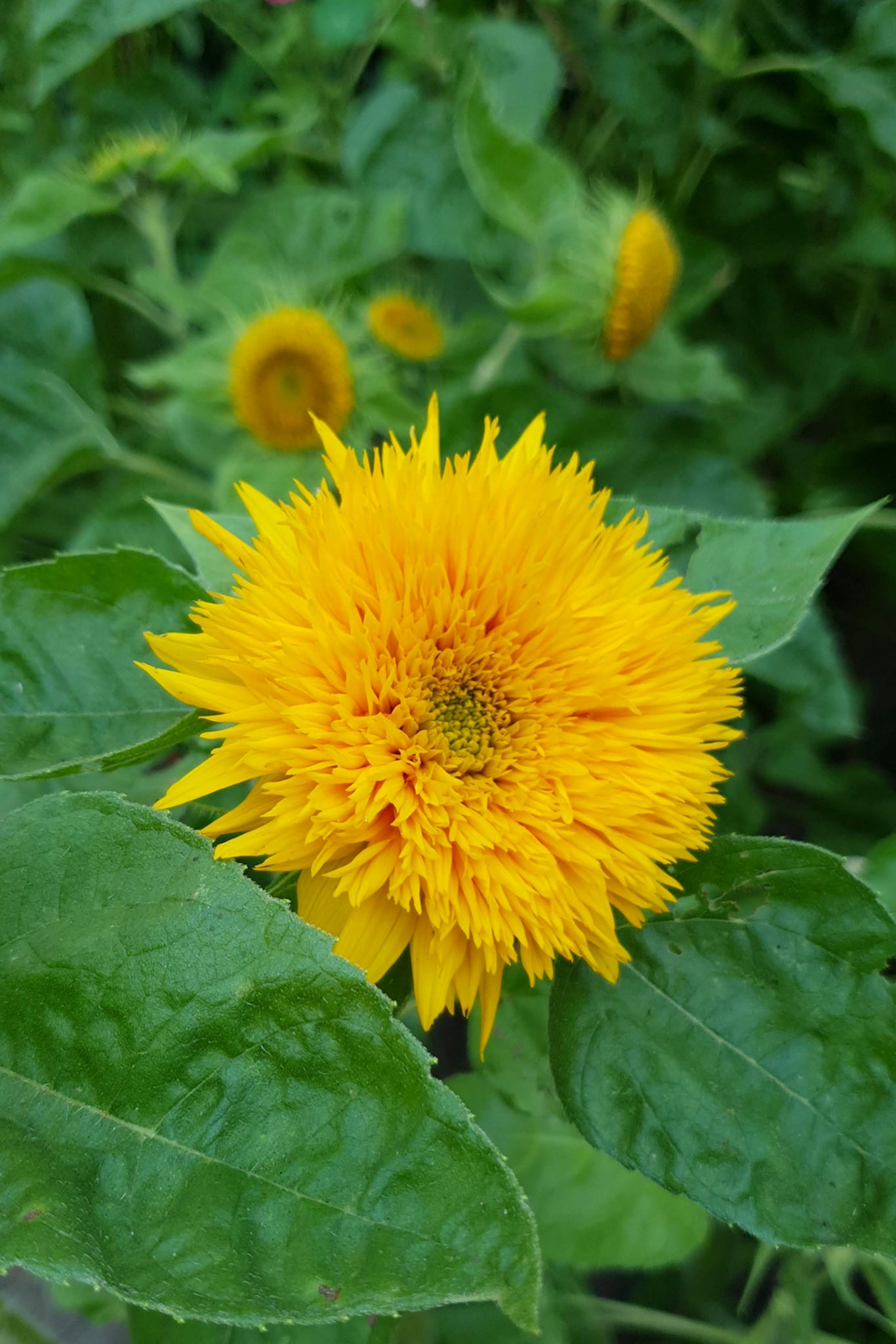 Zonnebloem 'Sungold' | Helianthus annuus - closeup - geel