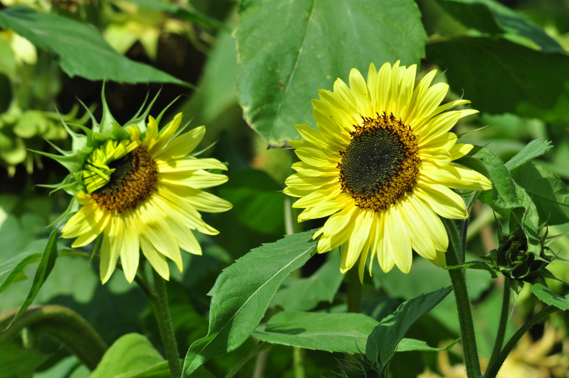 Zonnebloem 'Yellow dash' – Helianthus annuus - closeup