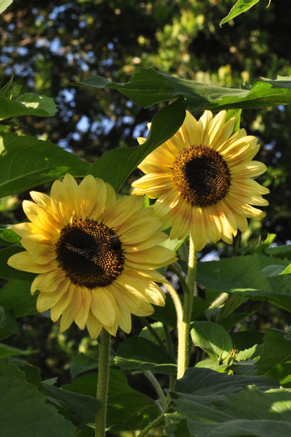 Zonnebloem 'Yellow dash' – Helianthus annuus - geel