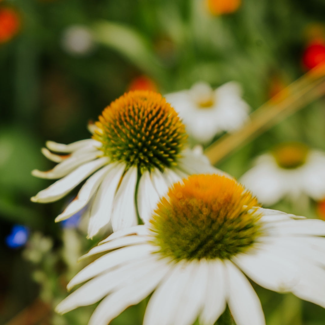 Witte zonnehoed van dichtbij vaag gefotografeerd