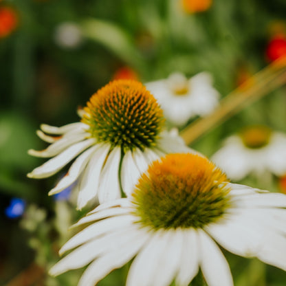 Witte zonnehoed van dichtbij vaag gefotografeerd