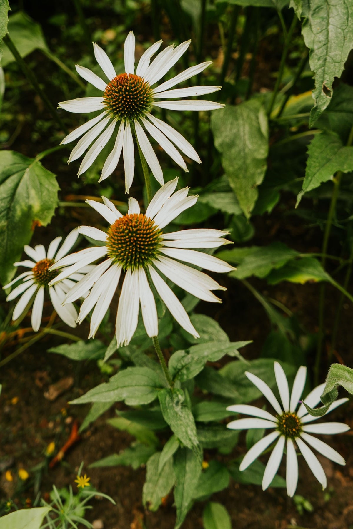 Verschillende witte zonnehoeden in een pluktuin in de herfst