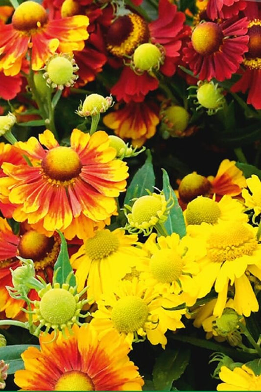 Zonnekruid (mix) - Helenium autumnale