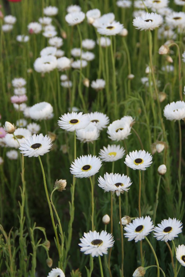 Zonnestrobloem (wit) - Helipterum roseum