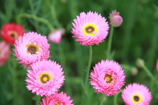 Zonnestrobloem (roze) - Helipterum roseum - closeup