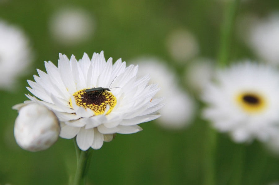 Zonnestrobloem (wit) - Helipterum roseum - closeup