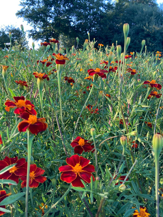 Afrikaantje Burning Embers - Tagetes patula Burning Embers
