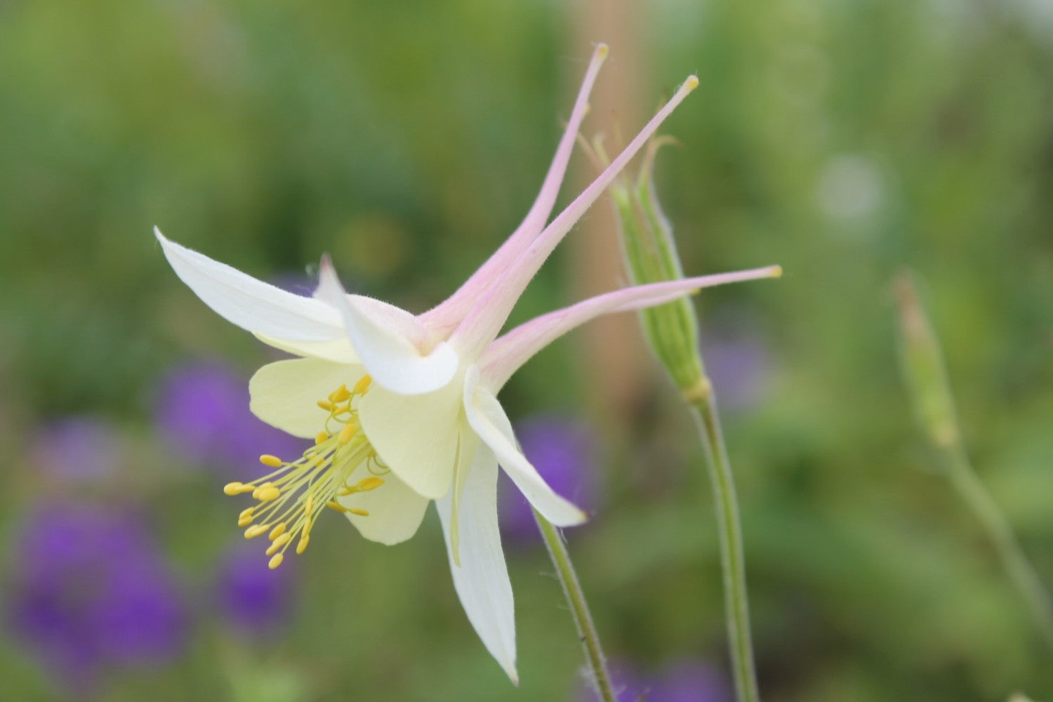 Akelei - Aquilegia - closeup2