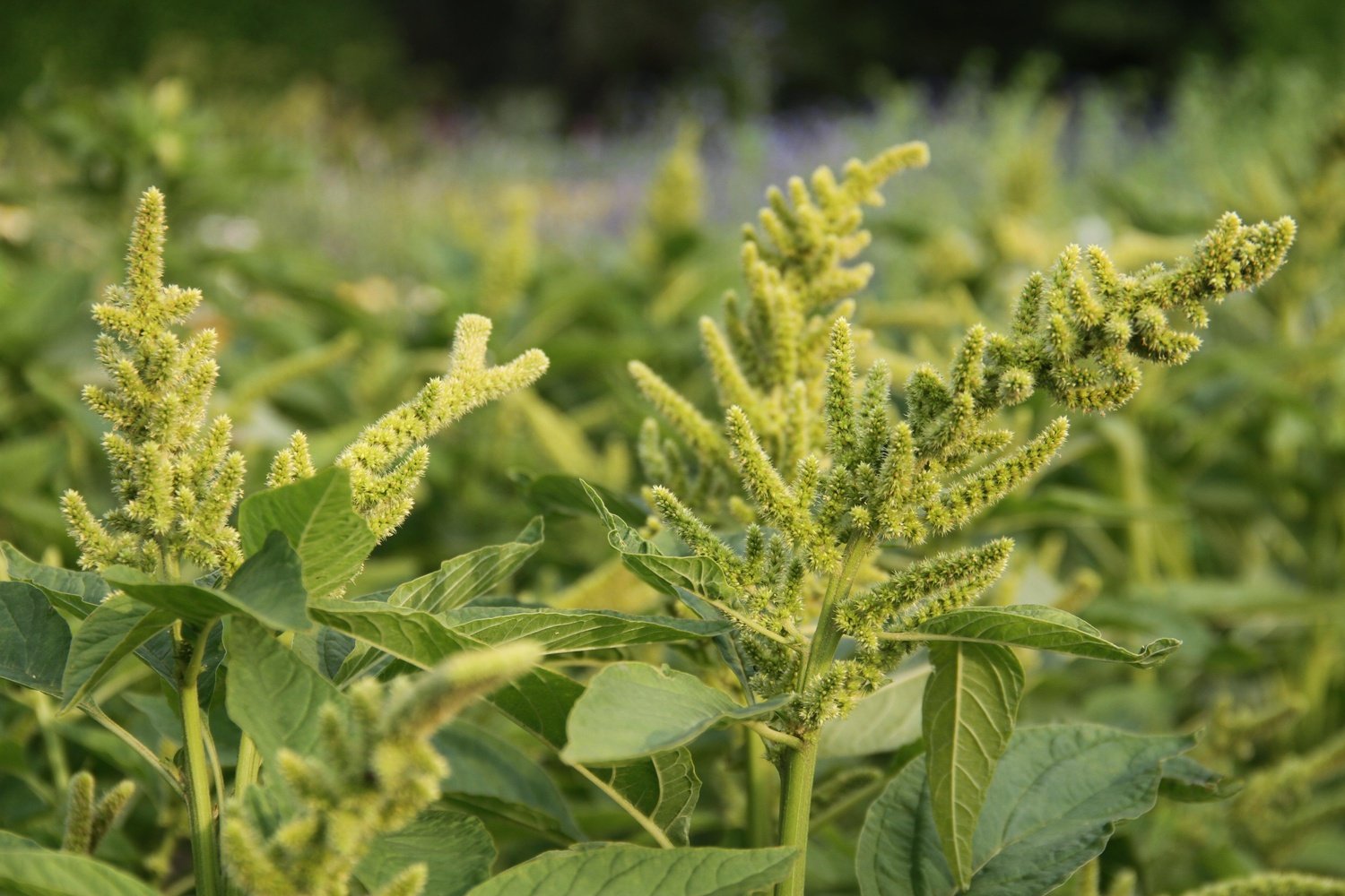 Amaranth 'Aurelia’s verde' (graan) Amaranthus cruentus 'Aurelia’s verde'  2