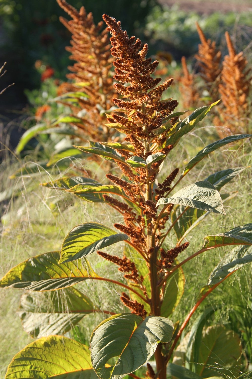 Amaranth Hot Biscuits - Amaranthus cruentus - closeup2