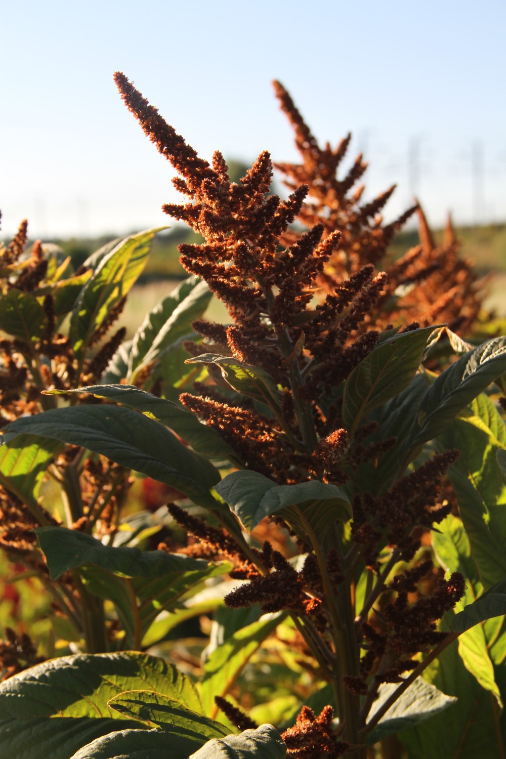 Amaranth Hot Biscuits - Amaranthus cruentus - closeup