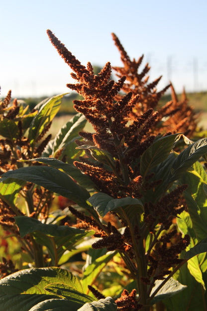 Amaranth Hot Biscuits - Amaranthus cruentus - closeup