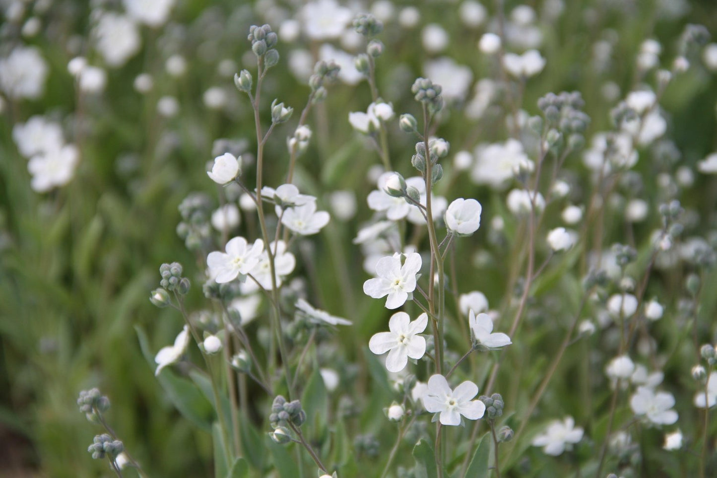 Argentijns vergeet-me-nietje - Omphalodes linifolia - close up