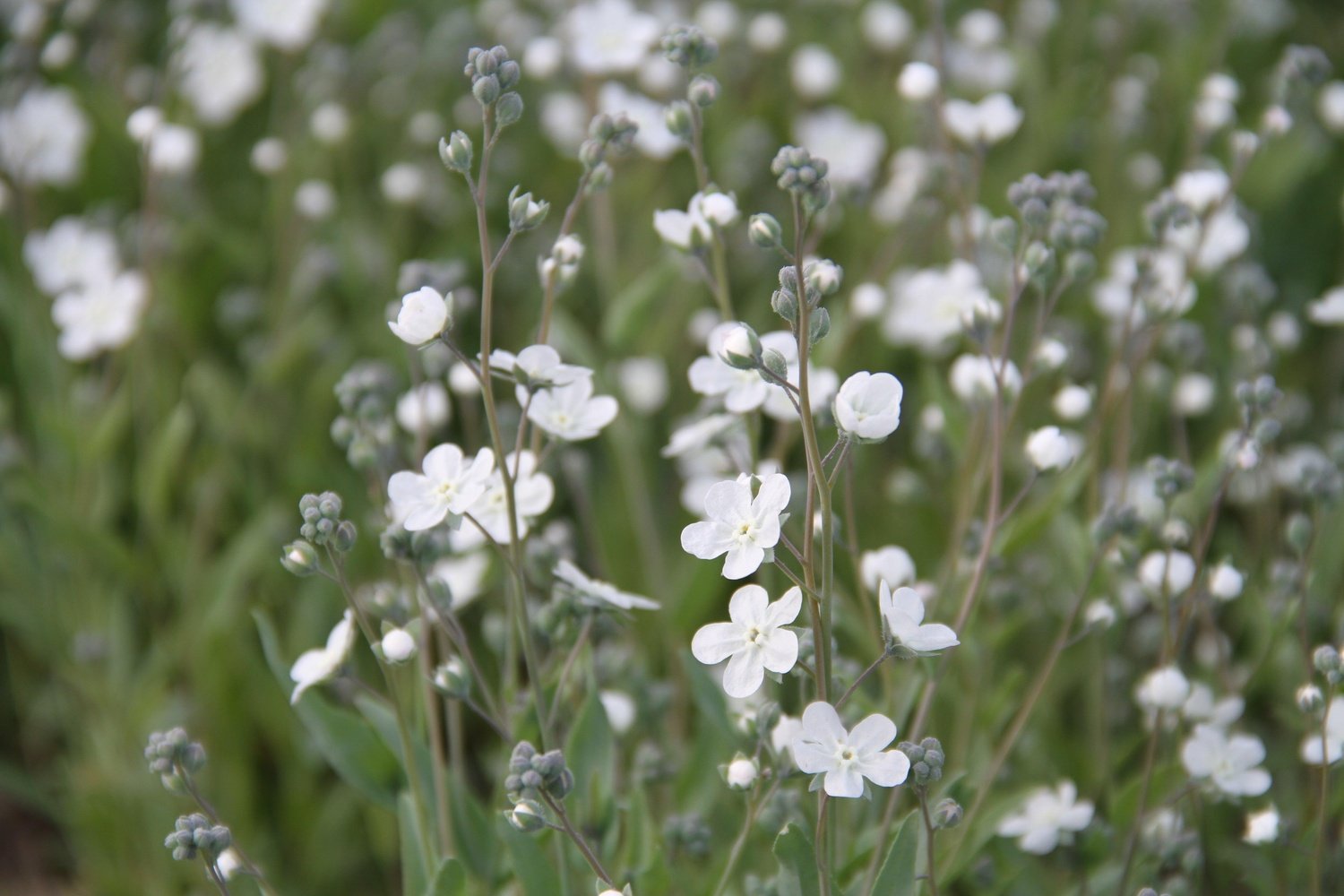 Argentijns vergeet-me-nietje - Omphalodes linifolia - close up