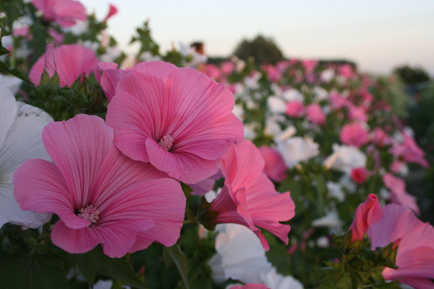 Bekermalva - Lavatera - roze wit