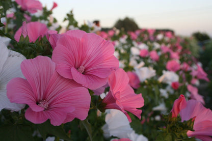 Bekermalva - Lavatera - roze wit