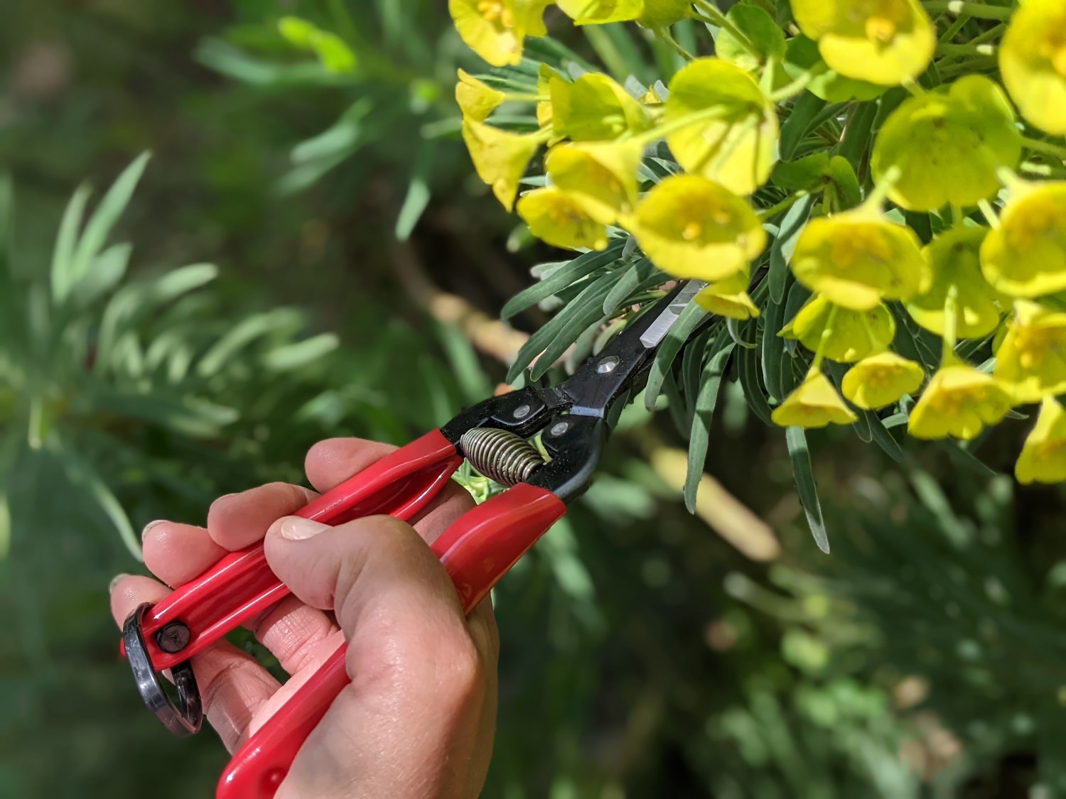 Bloemenschaar Pro - Euphorbia
