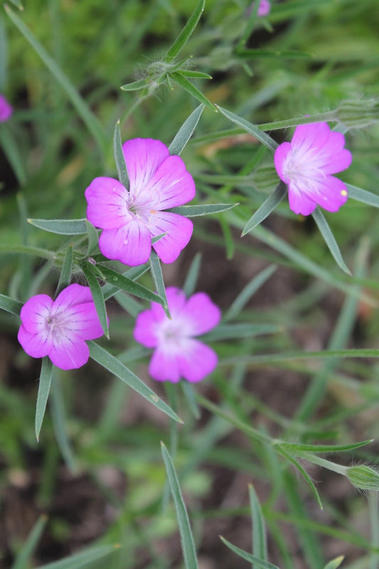 Bolderik - Agrostemma githago - closeup