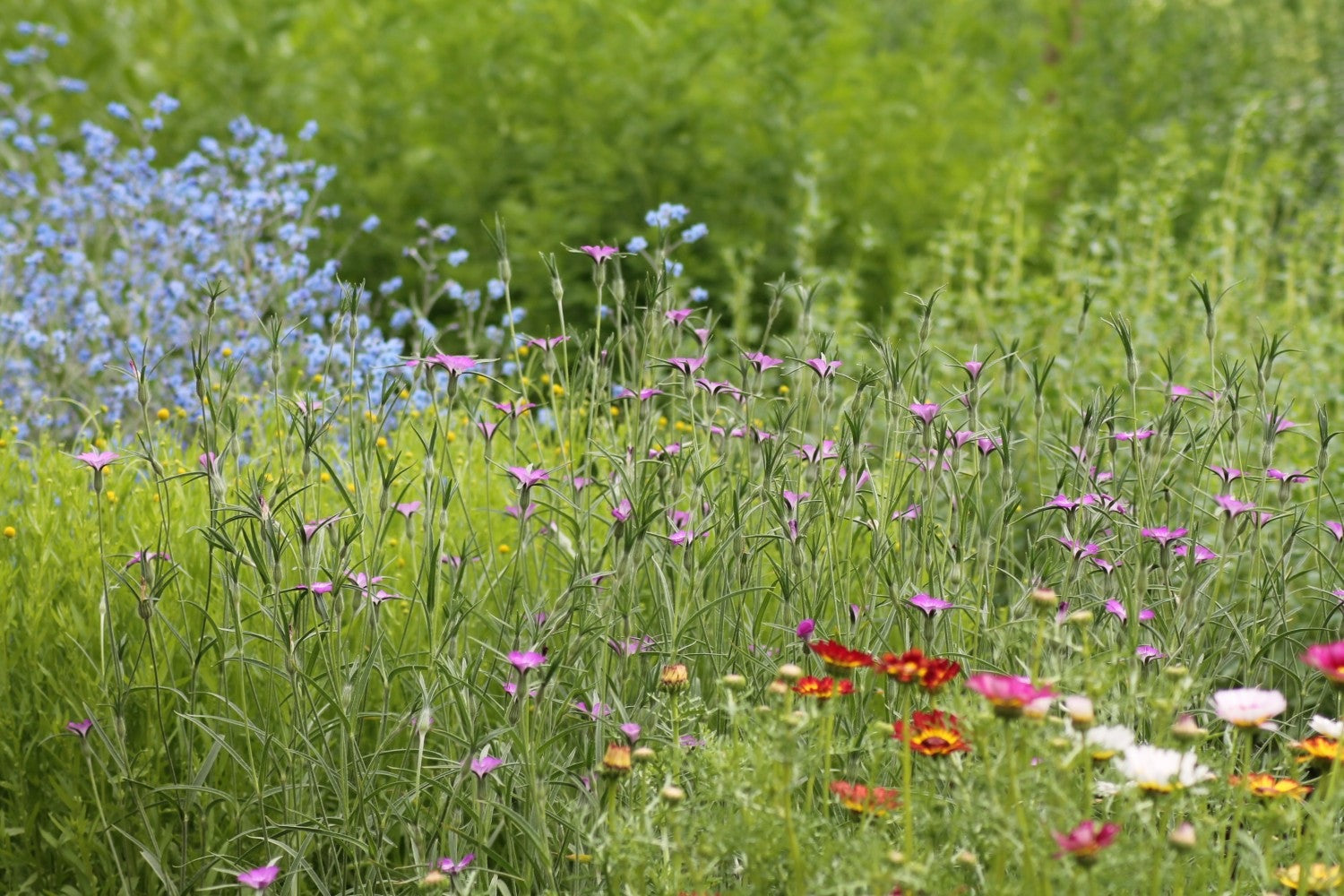 Bolderik - Agrostemma githago - in het veld
