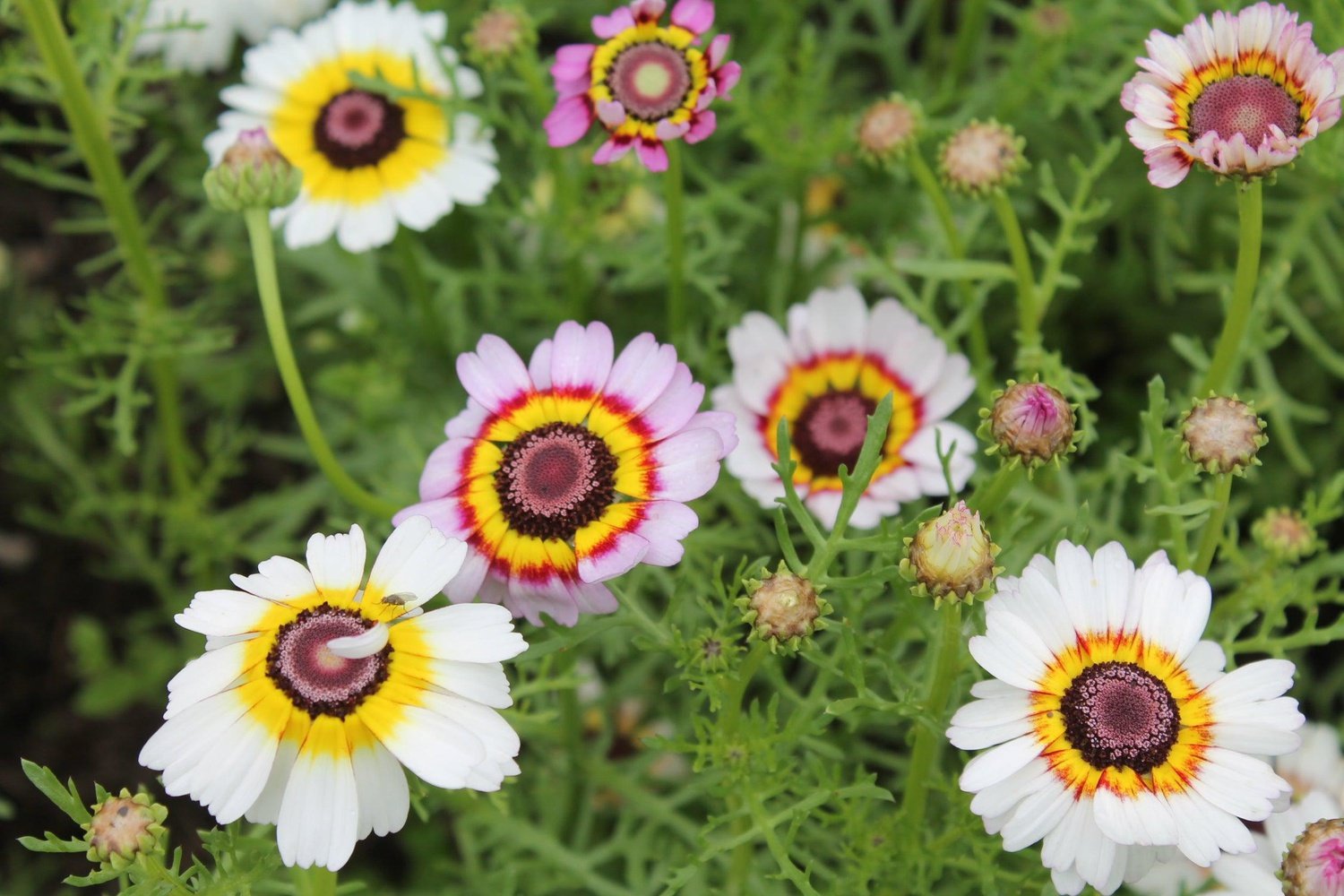 Bonte ganzebloem - Chrysanthemum carinatum - mix kleuren