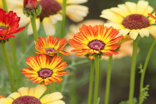 Bonte ganzebloem - Chrysanthemum carinatum - rood geel