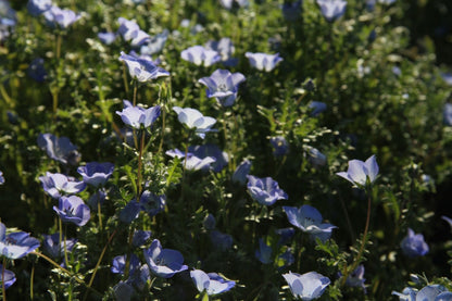 Bosliefje - Nemophila insignismenziesii - in het veld2