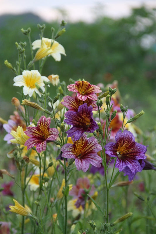 Brokaatbloem - Salpiglossis sinuata - closeup