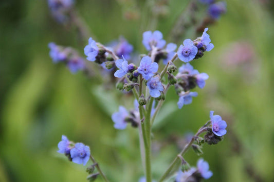 Chinees vergeet-me-nietje	Cynoglossum amabile blauw