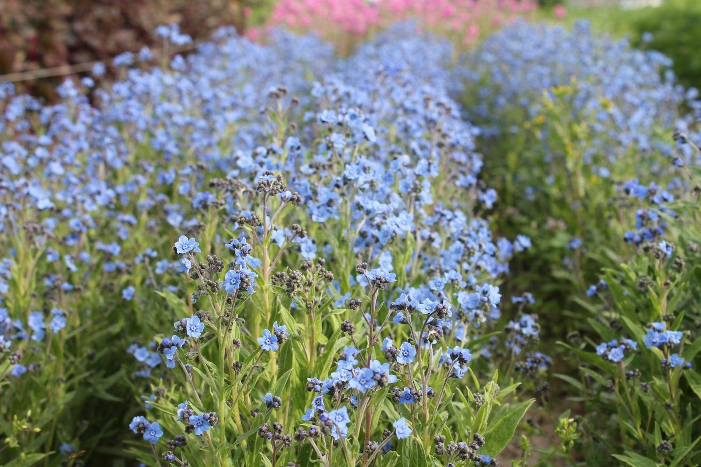 Chinees vergeet-me-nietje	Cynoglossum amabile blauw bos