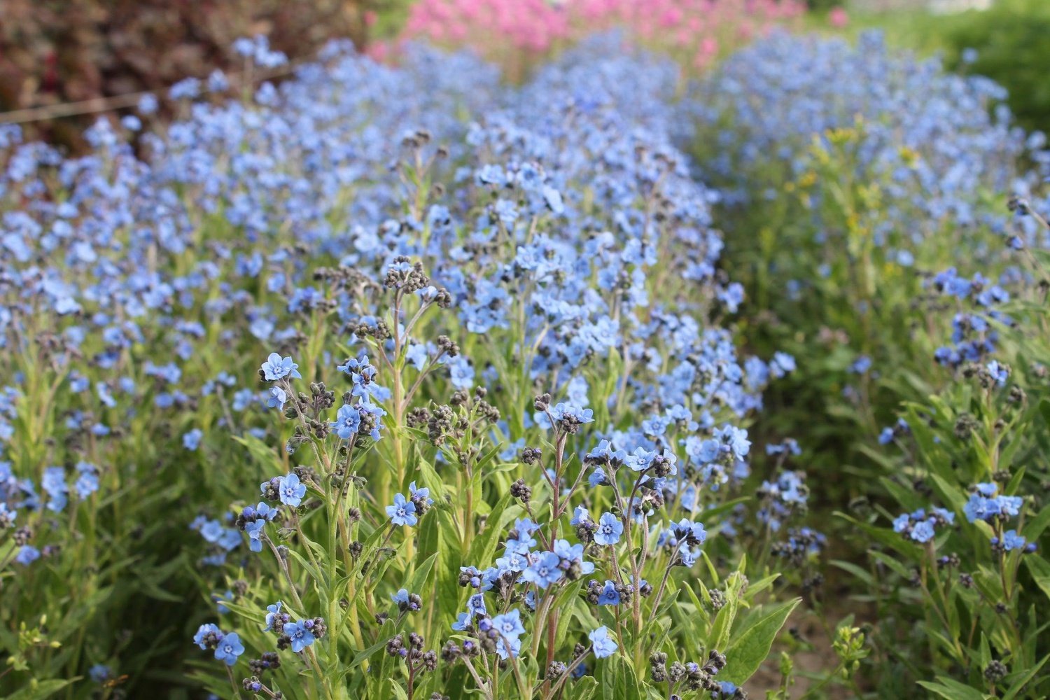 Chinees vergeet-me-nietje	Cynoglossum amabile blauw bos