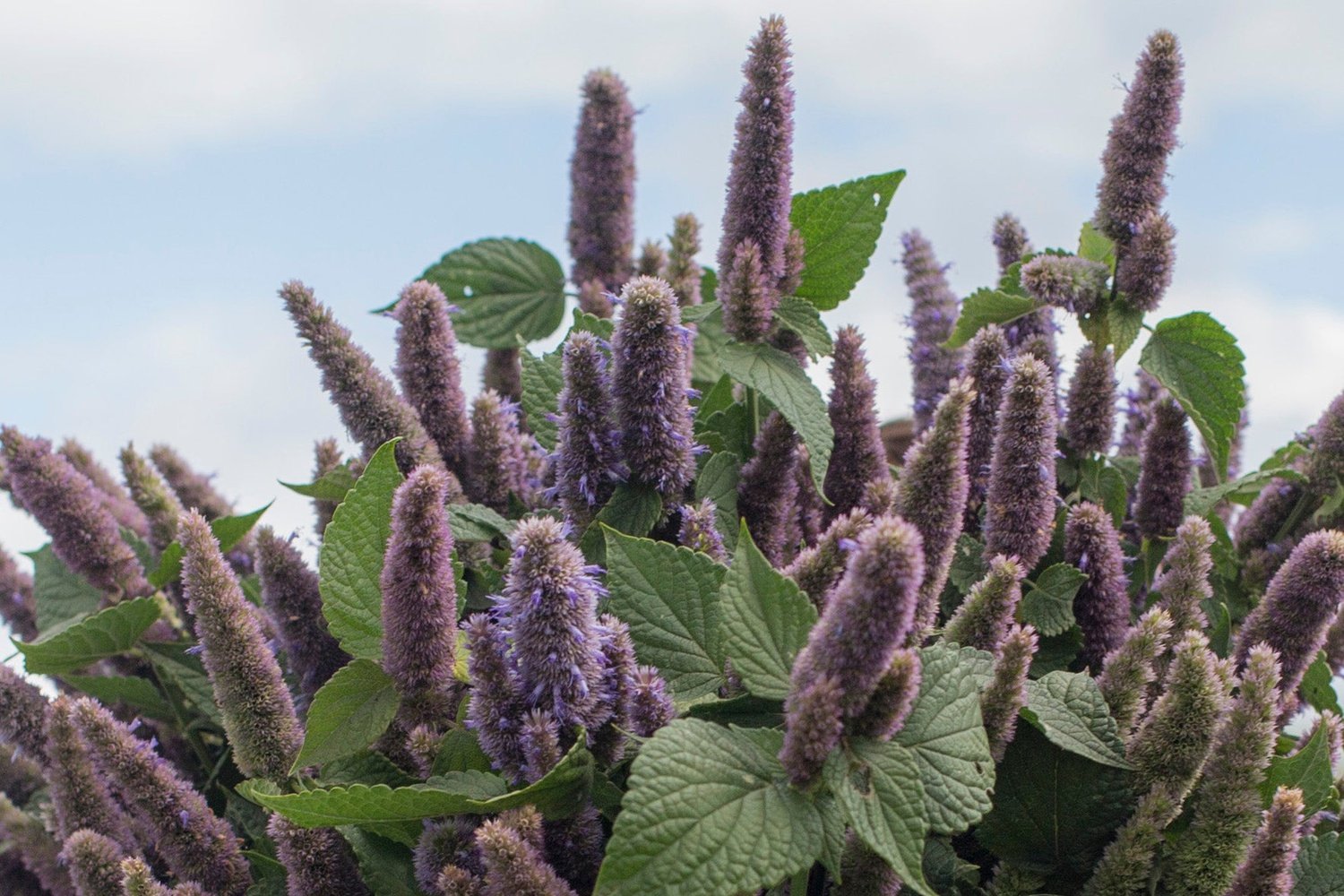 Dropplant - Agastache foeniculum