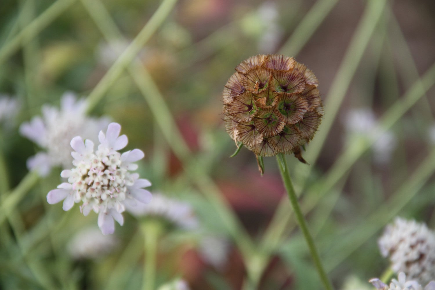Duifkruid Drumstick - Scabiosa stellata - closeup2