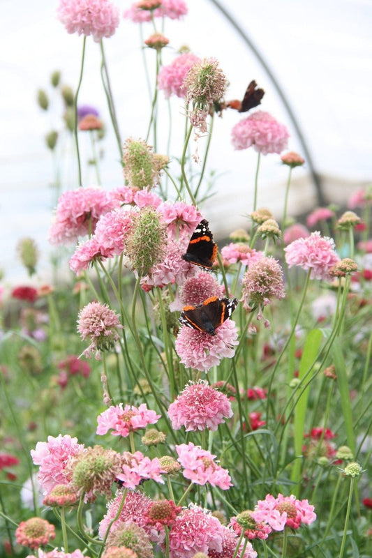 Duifkruid - Scabiosa atropurpurea