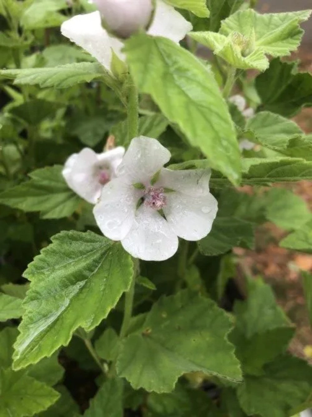 Echte heemst - Althaea officinalis