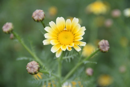 Gele ganzebloem	- Glebionis segetum close up geel