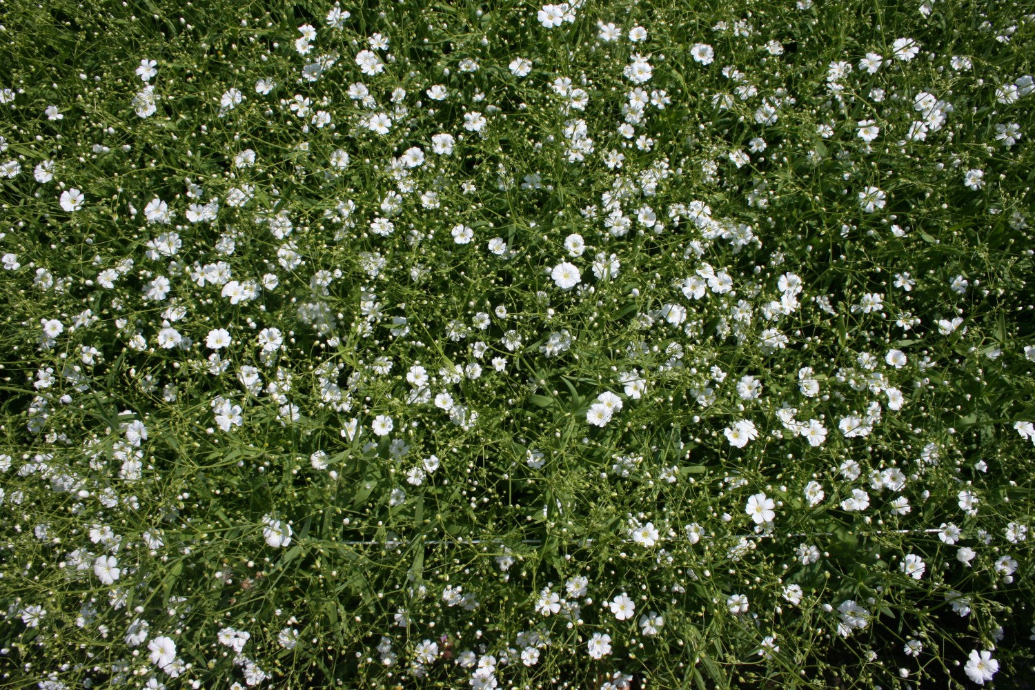 Gipskruid - Gypsophila elegans - in het veld