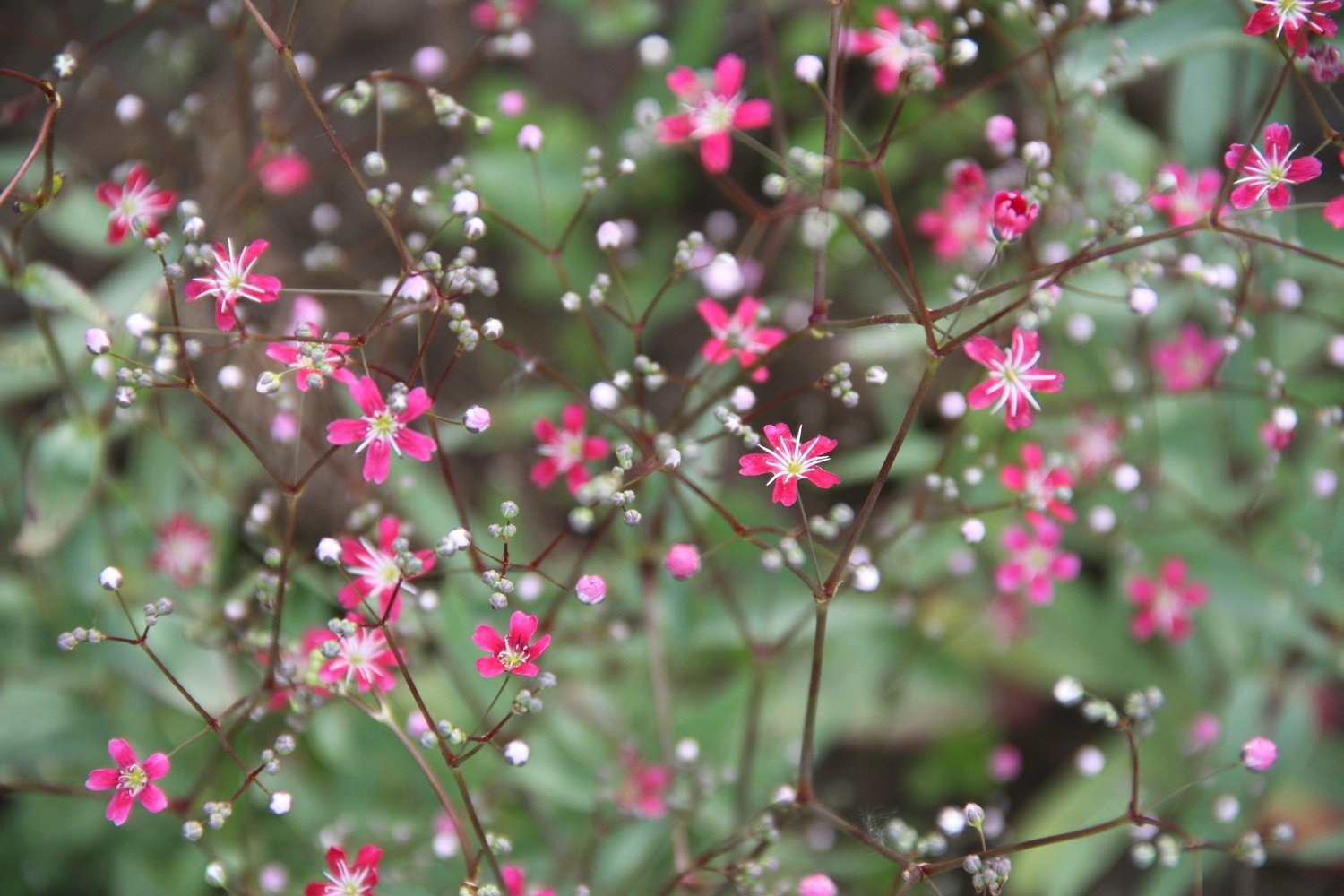 Gipskruid 'Kermesina' - Gypsophila elegans 'Kermesina' 1