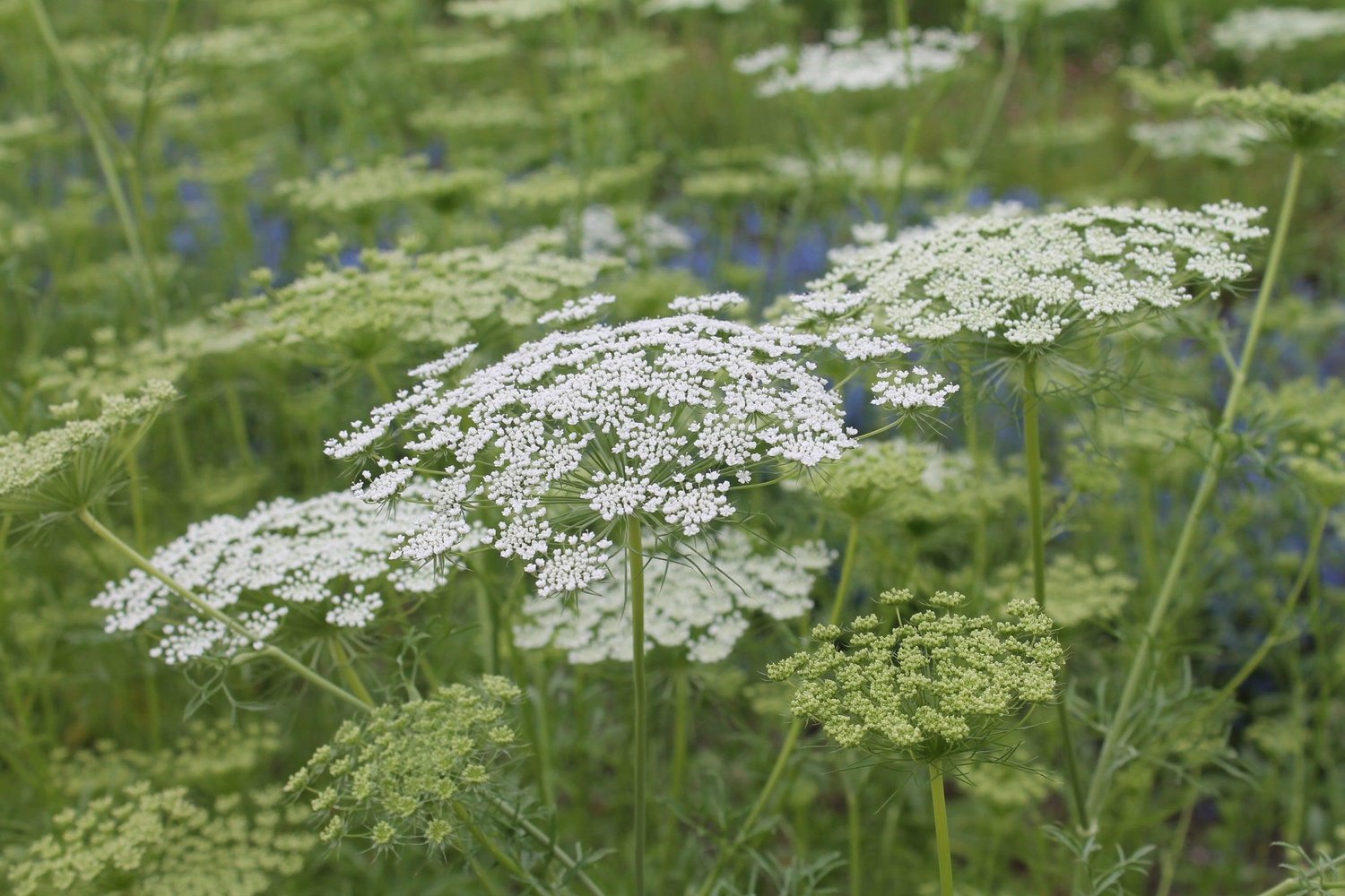 Groot akkerscherm - Ammi majus