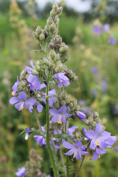 Jakobsladder - Polemonium caeruleum